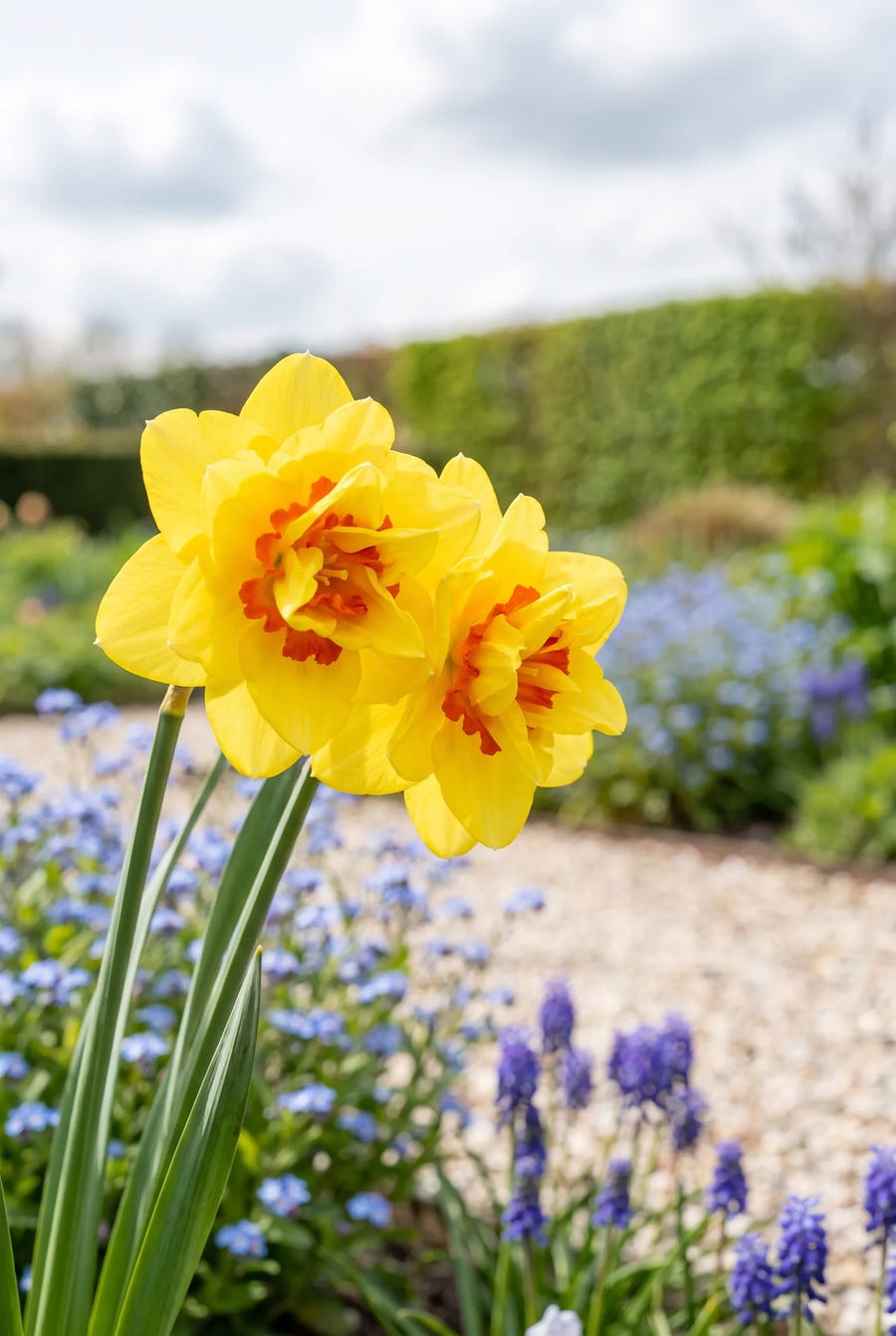 Narcissus Tahiti — close-up van de bloem