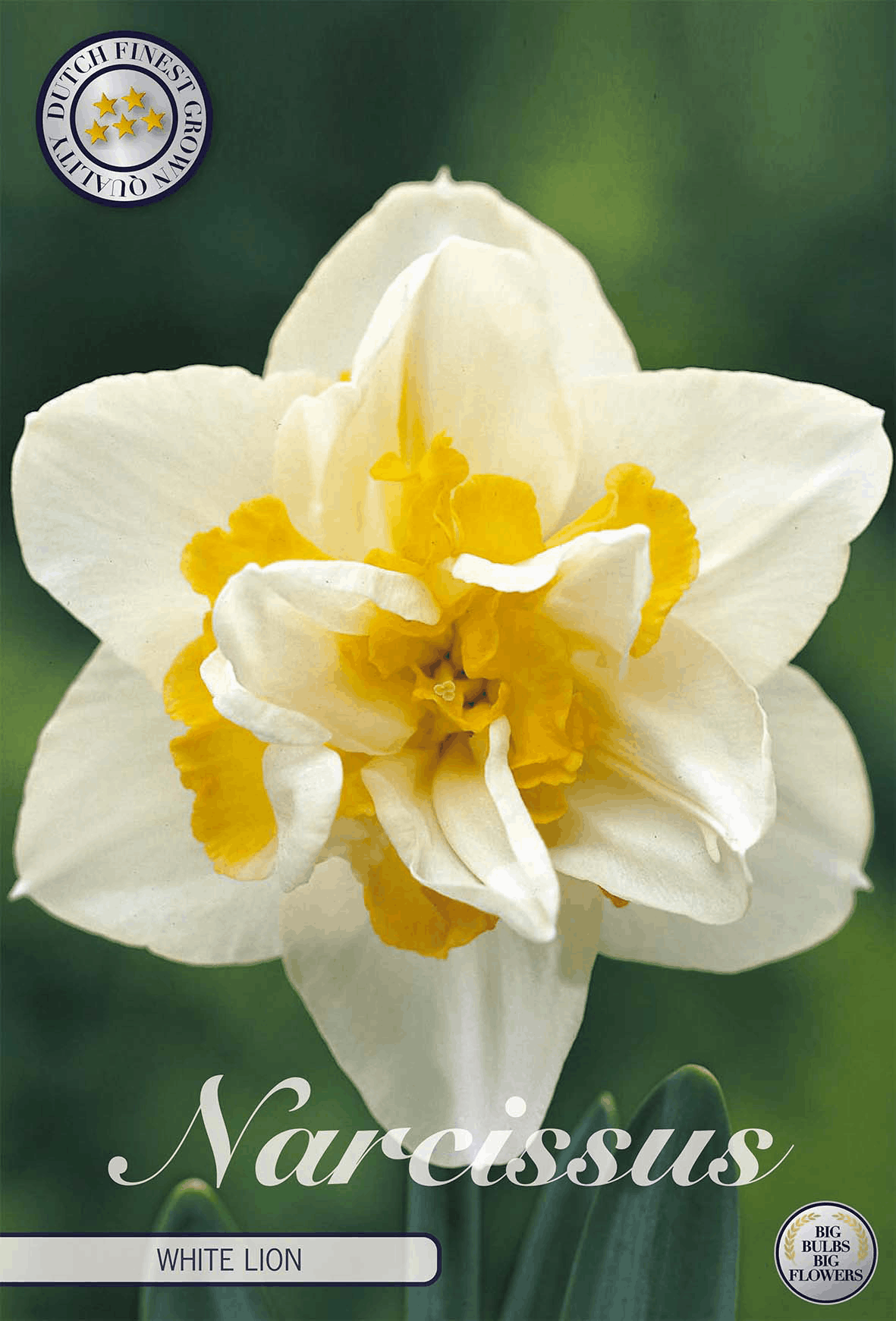 Narcissus White Lion