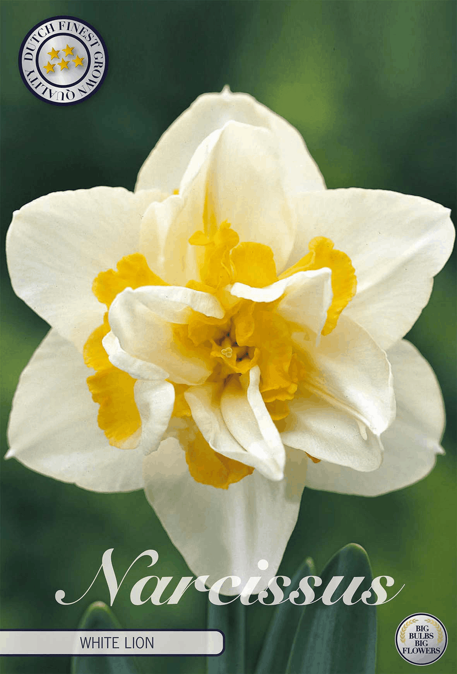Narcissus White Lion