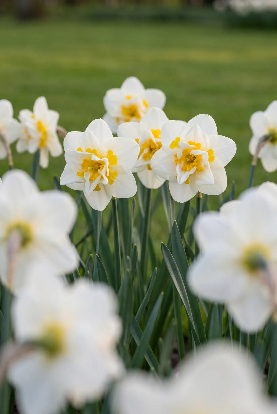 Narcissus White Lion — in de tuin
