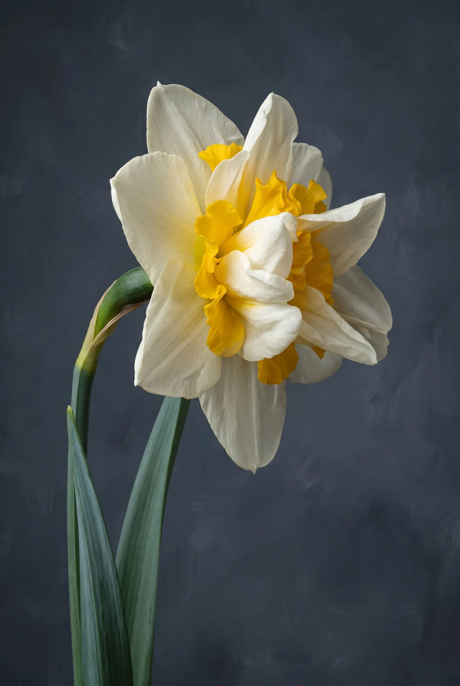 Narcissus White Lion — sfeerbeeld
