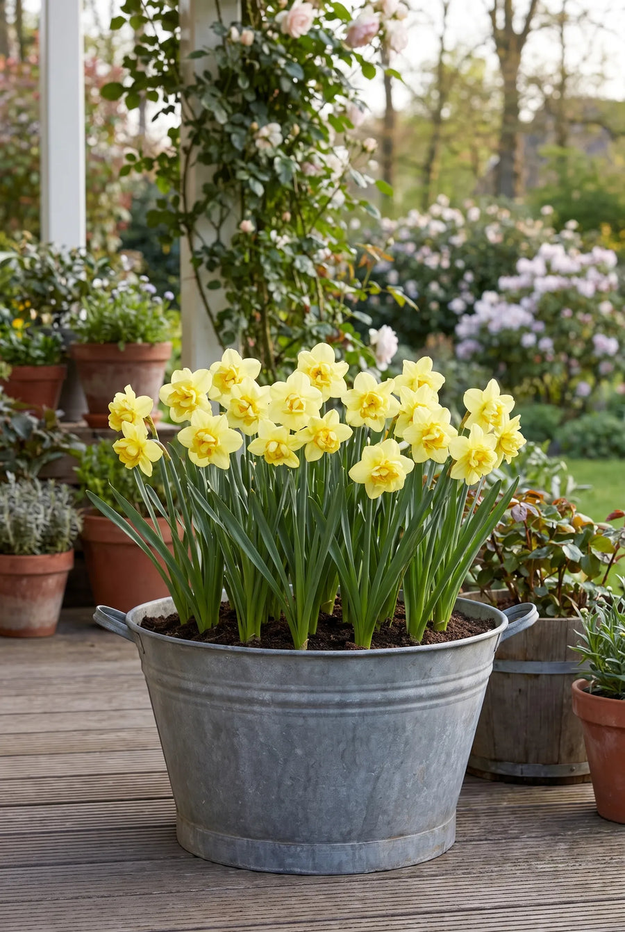 Narcissus Yellow Cheerfullness — in pot op terras