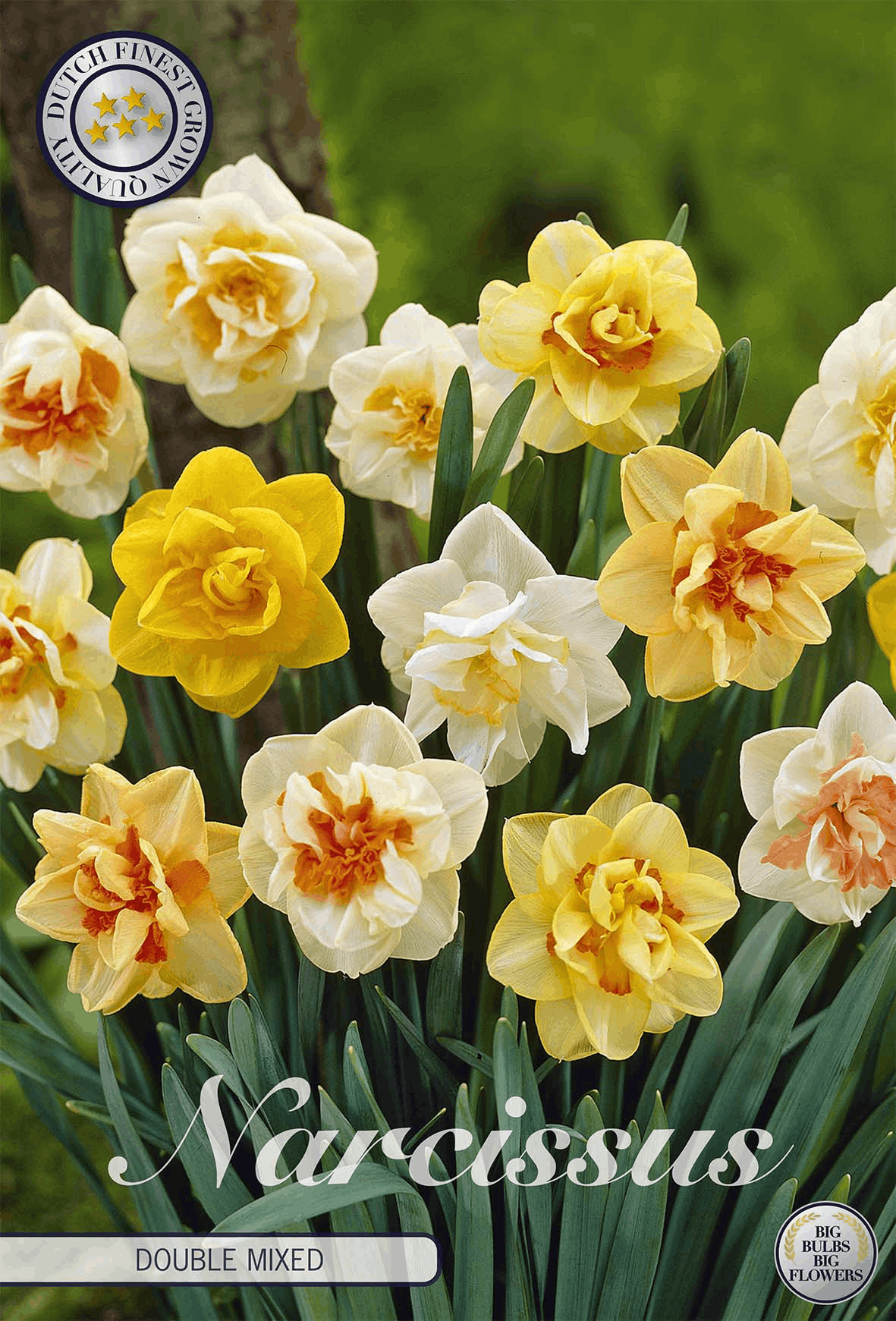 Narcissus Double Mixed