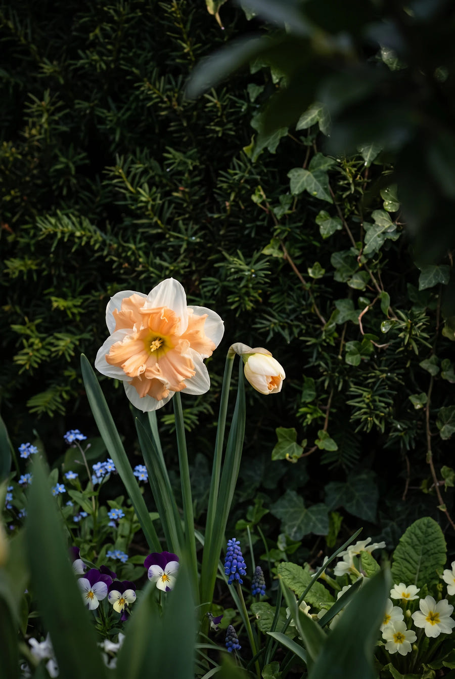Narcissus Apricot Whirl — sfeervol portret