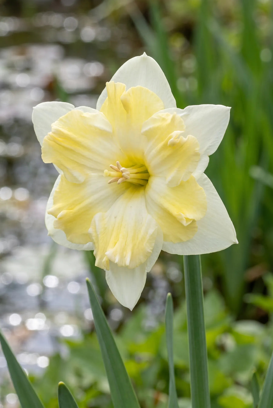 Narcissus Cassata — close-up van de bloem