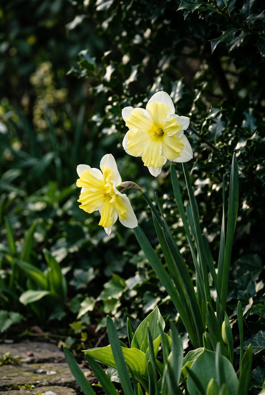 Narcissus Cassata — sfeerbeeld