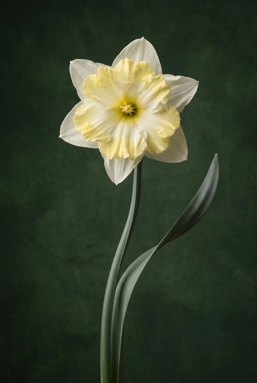 Narcissus Cassata — sfeerbeeld
