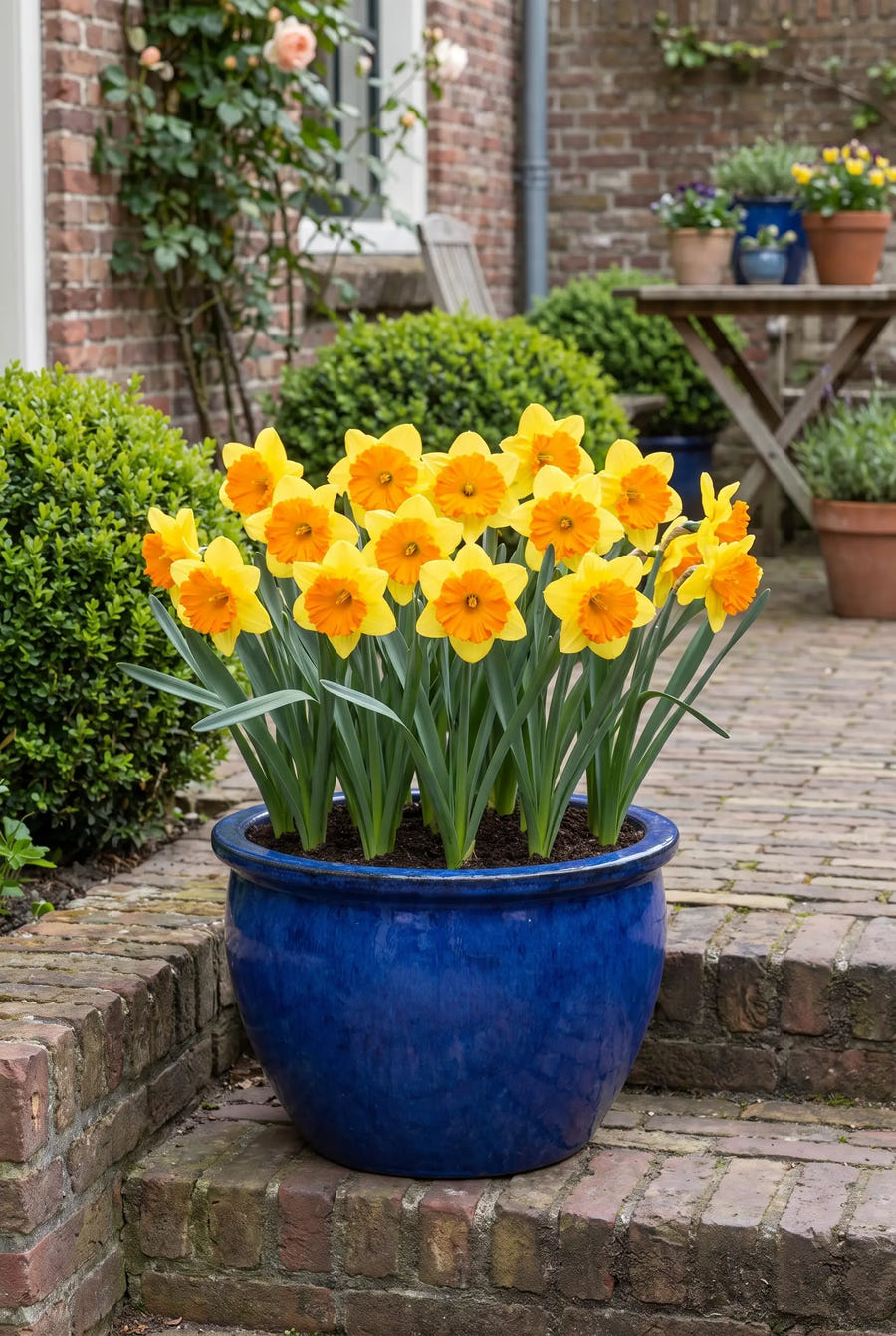 Narcissus Congress — in pot op terras