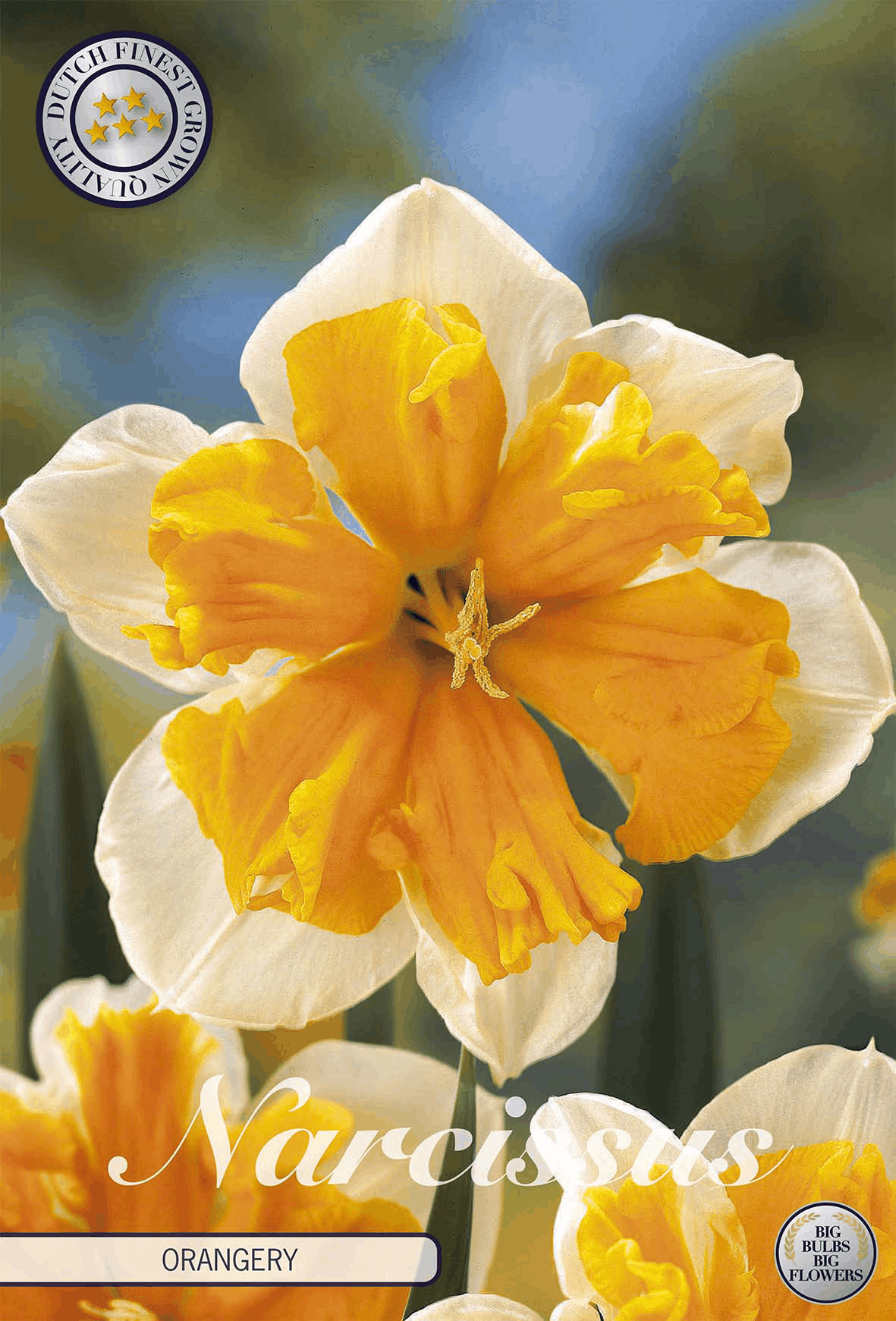 Narcissus Orangery
