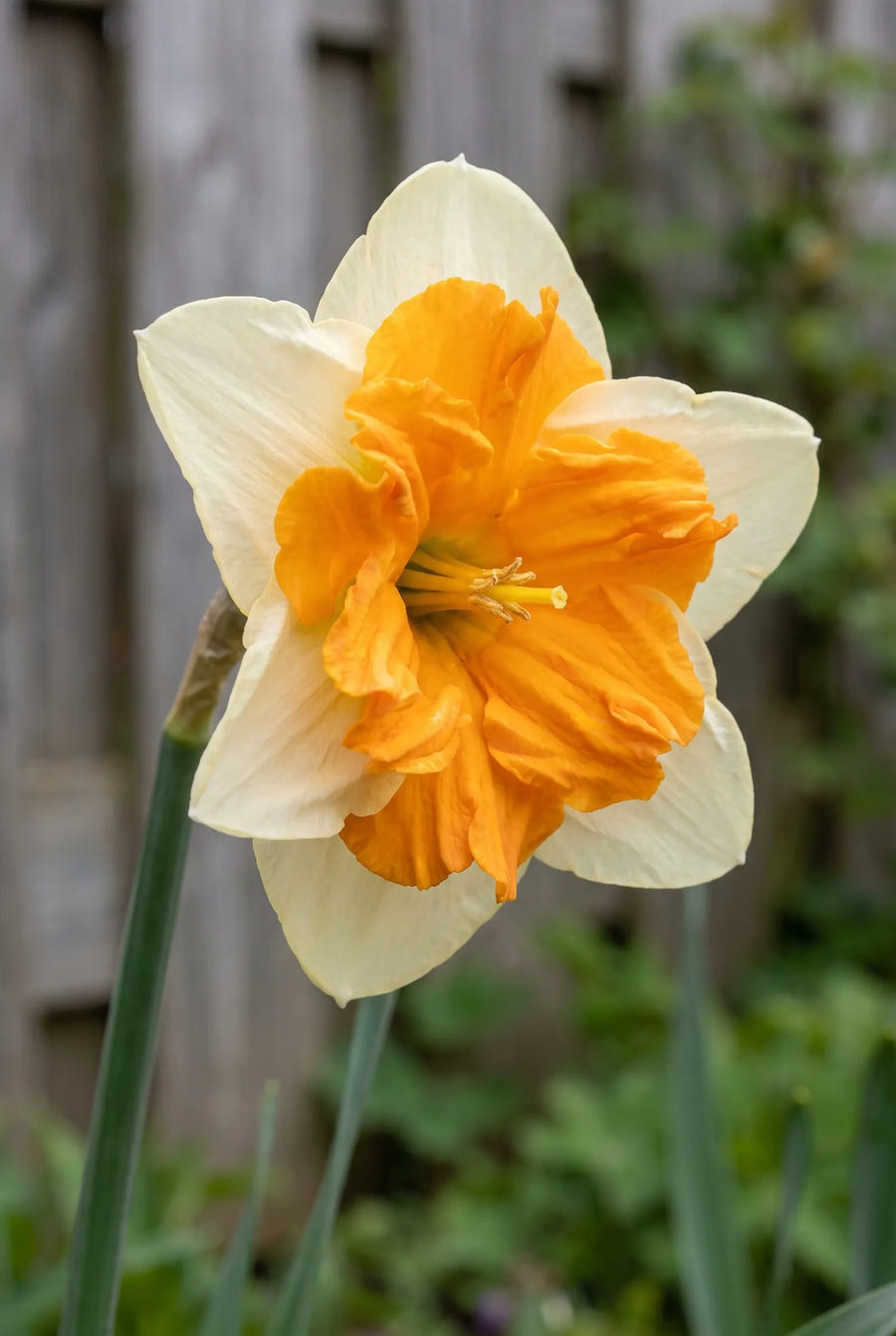 Narcissus Orangery — close-up van de bloem