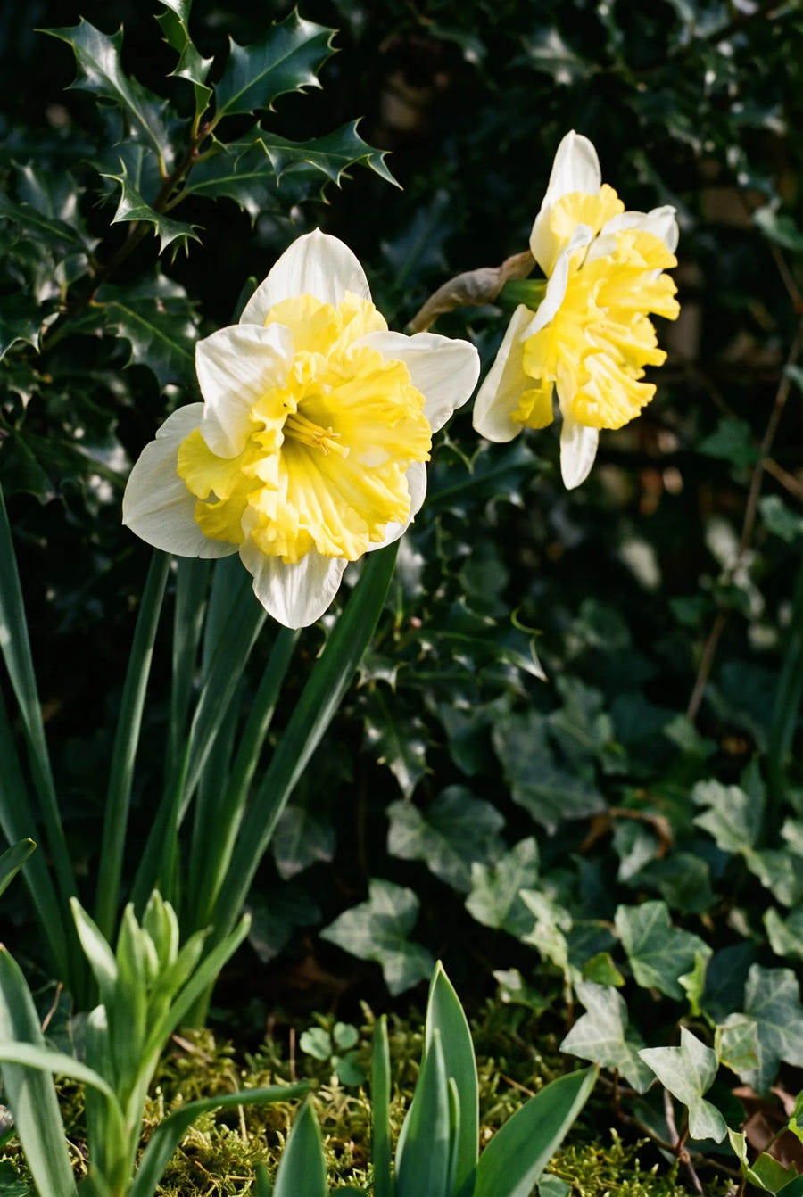 Narcissus Printal — sfeerbeeld