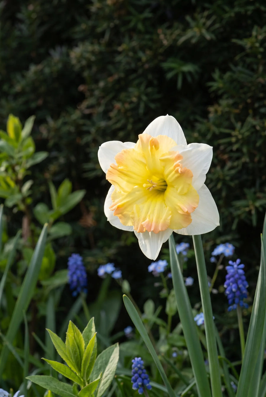 Narcissus Split Corona Mixed — sfeerbeeld