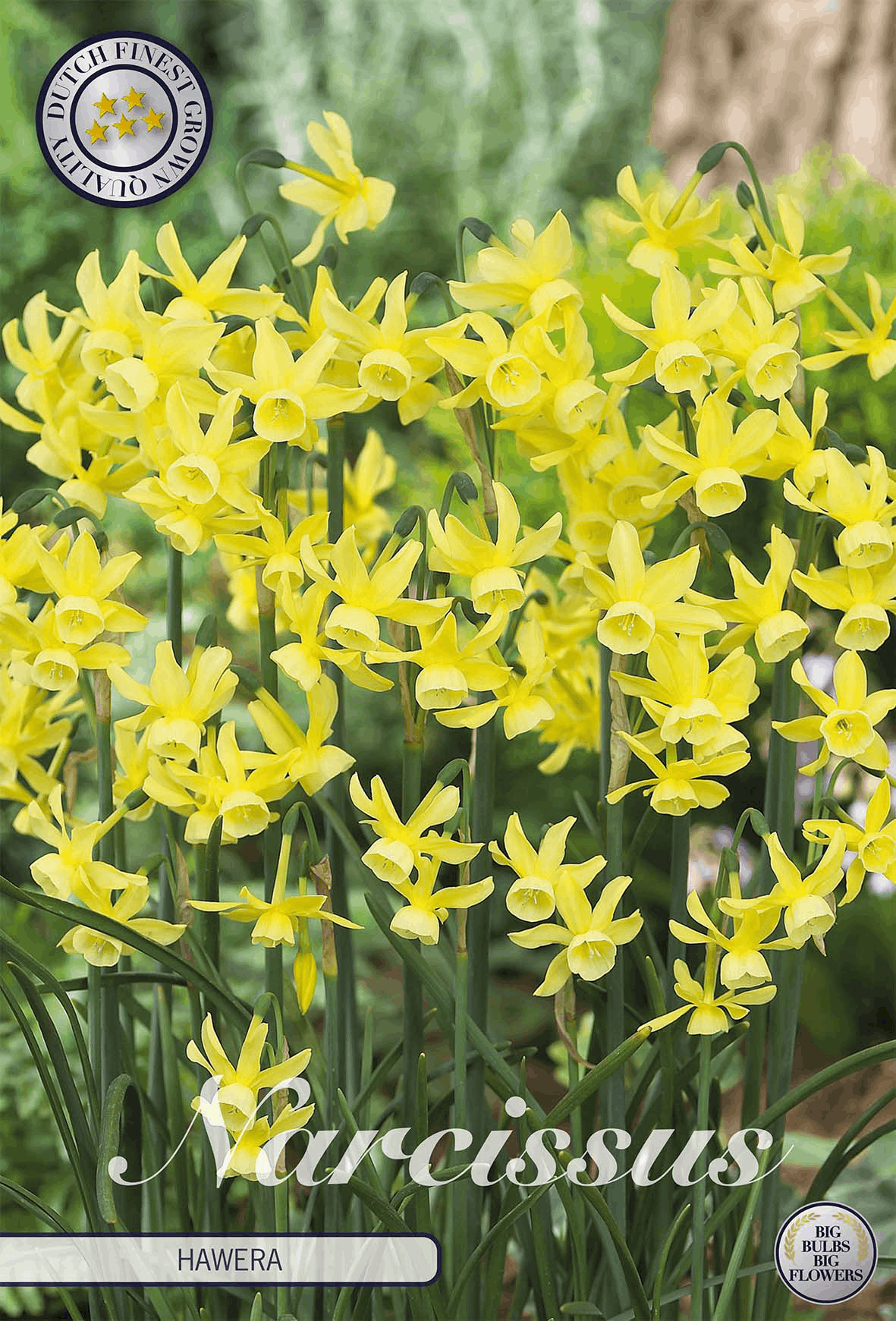 Narcissus Hawera