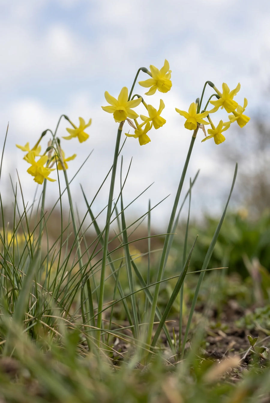 Narcissus Hawera — in de tuin