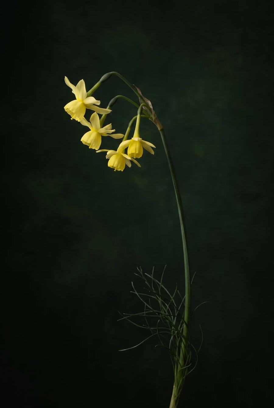 Narcissus Hawera — sfeerbeeld
