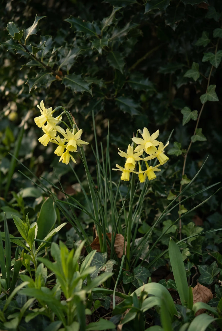 Narcissus Hawera — sfeerbeeld