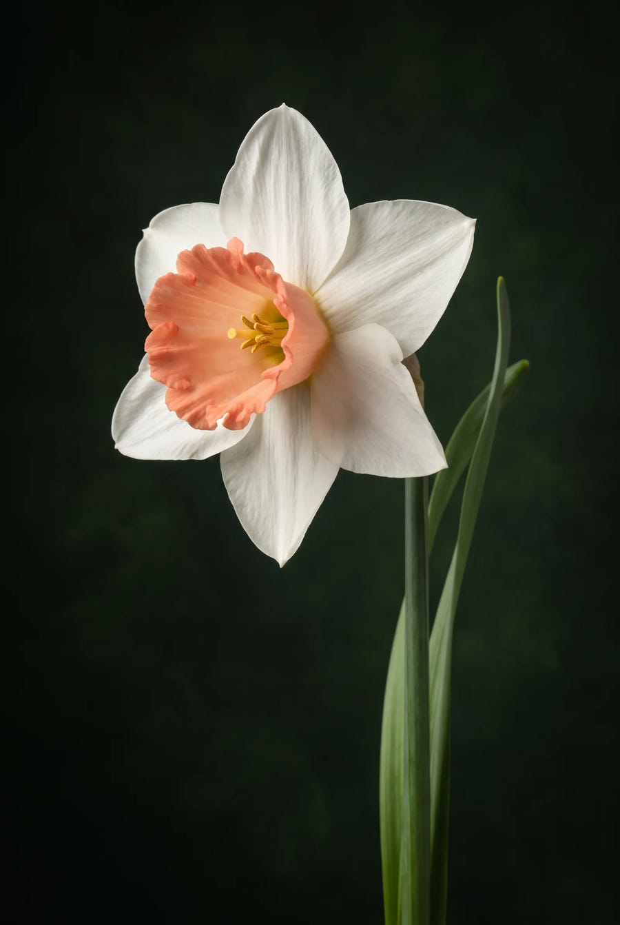 Narcissus Iwona — sfeerbeeld