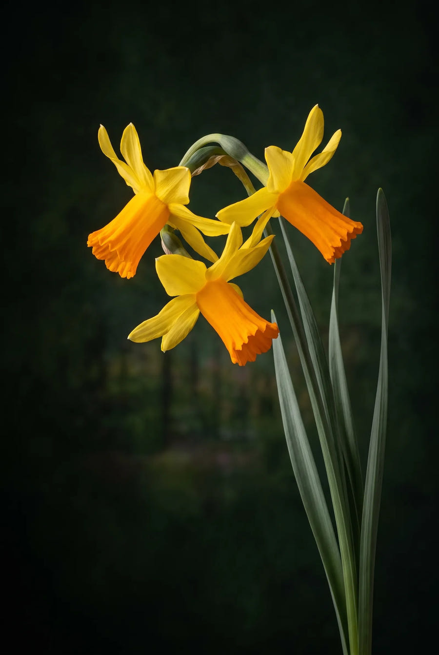 Narcissus Jetfire — sfeerbeeld