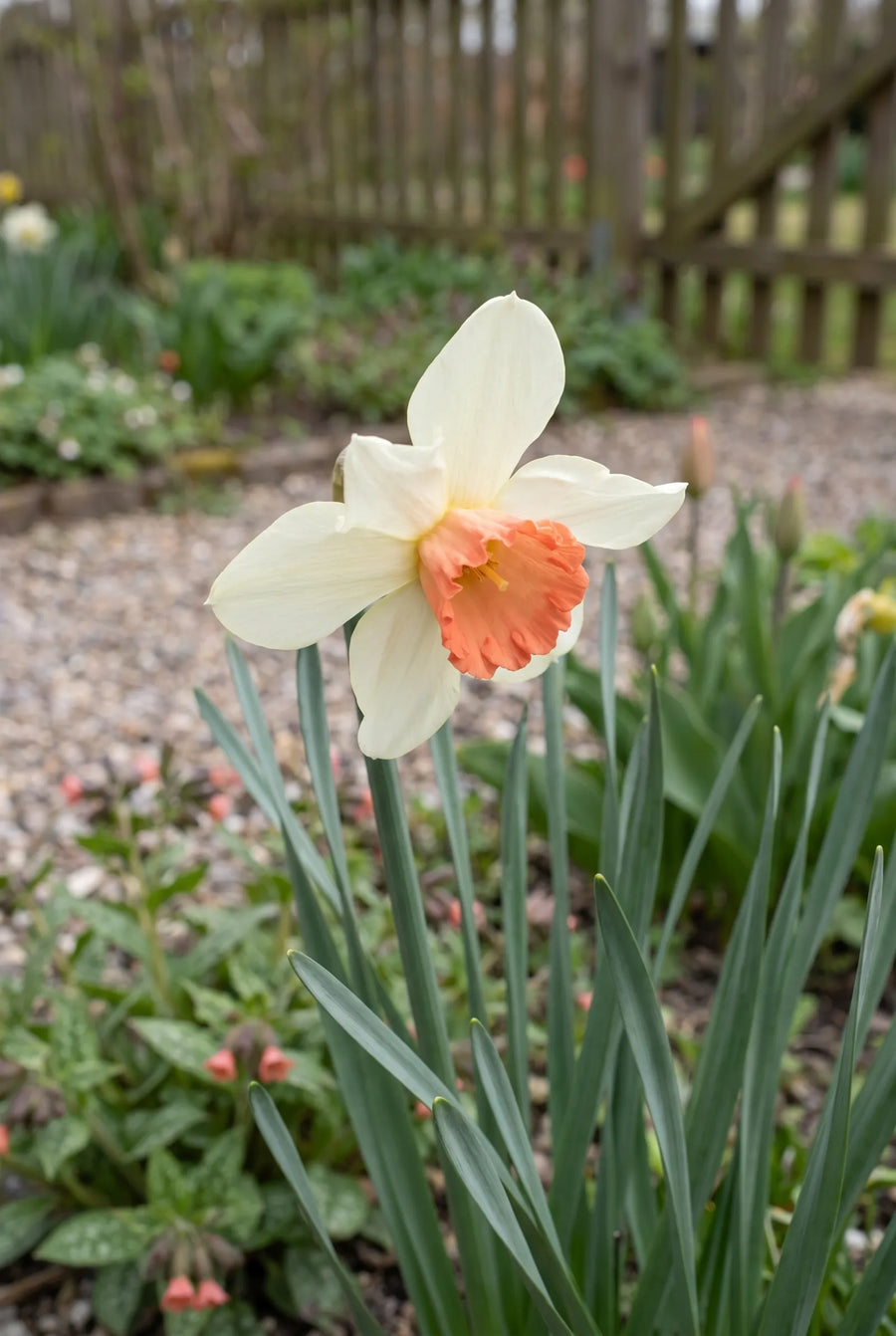 Narcissus Skype — close-up van de bloem