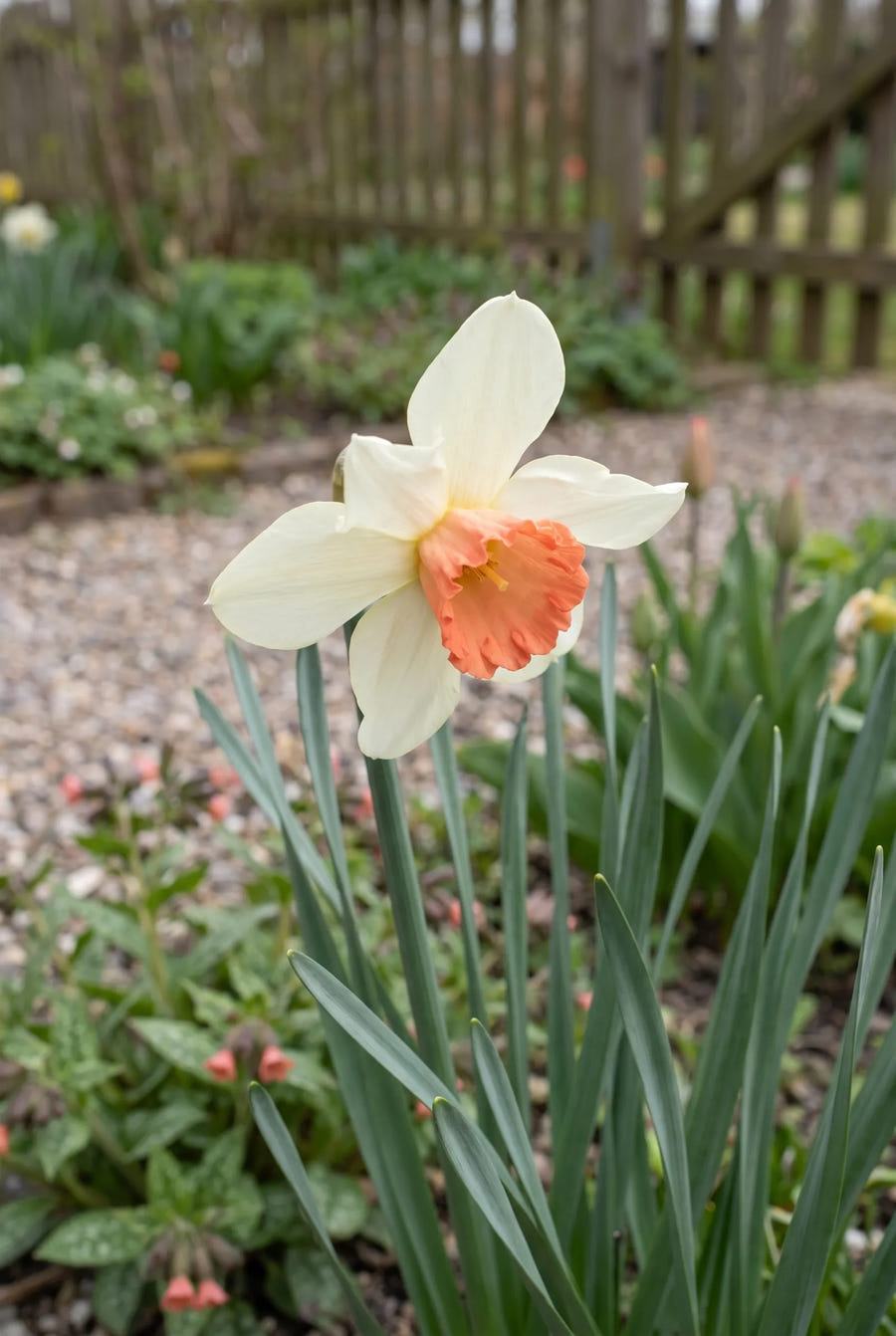 Narcissus Skype — close-up van de bloem