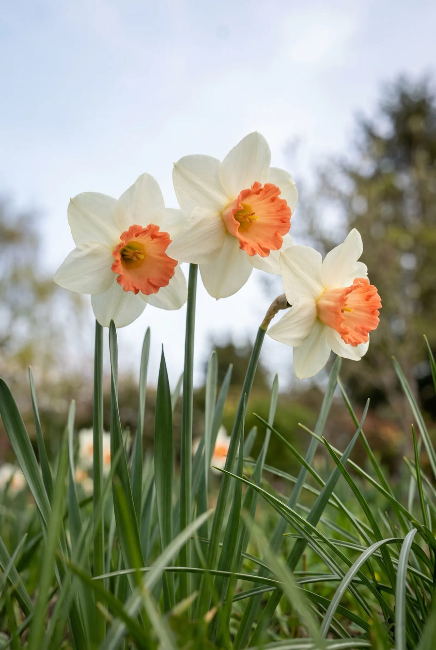 Narcissus Skype — in de tuin