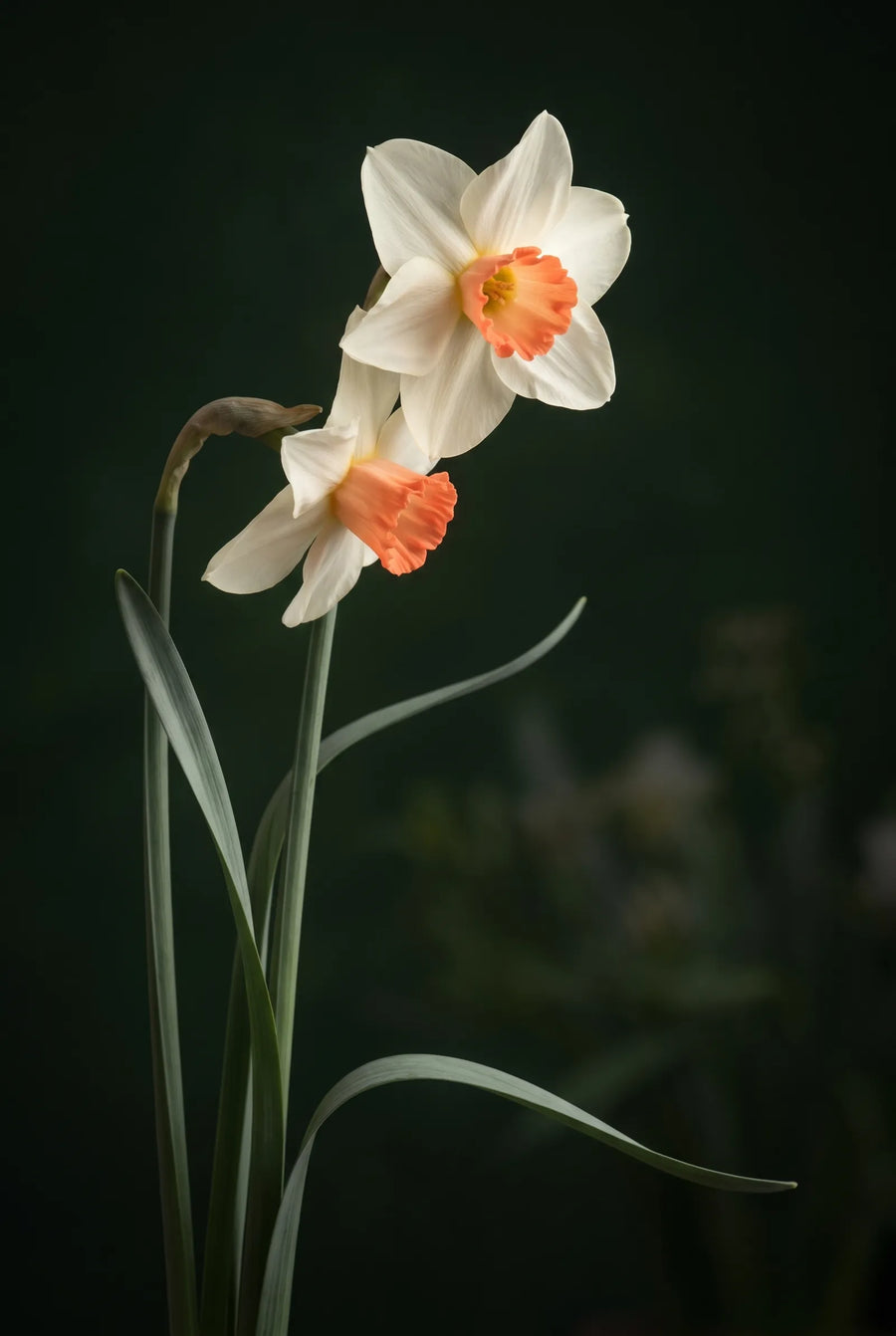 Narcissus Skype — sfeerbeeld