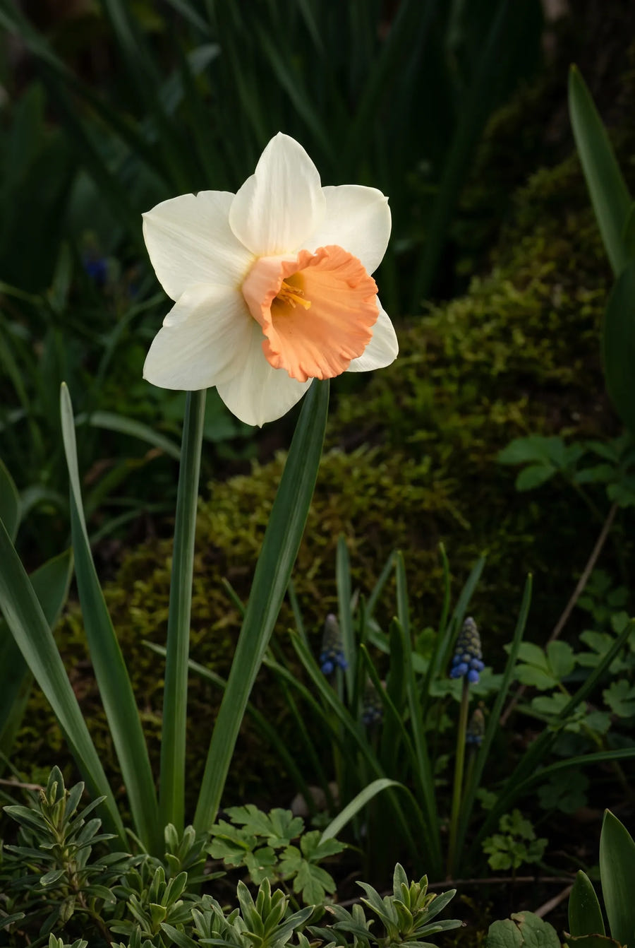 Narcissus Skype — sfeerbeeld