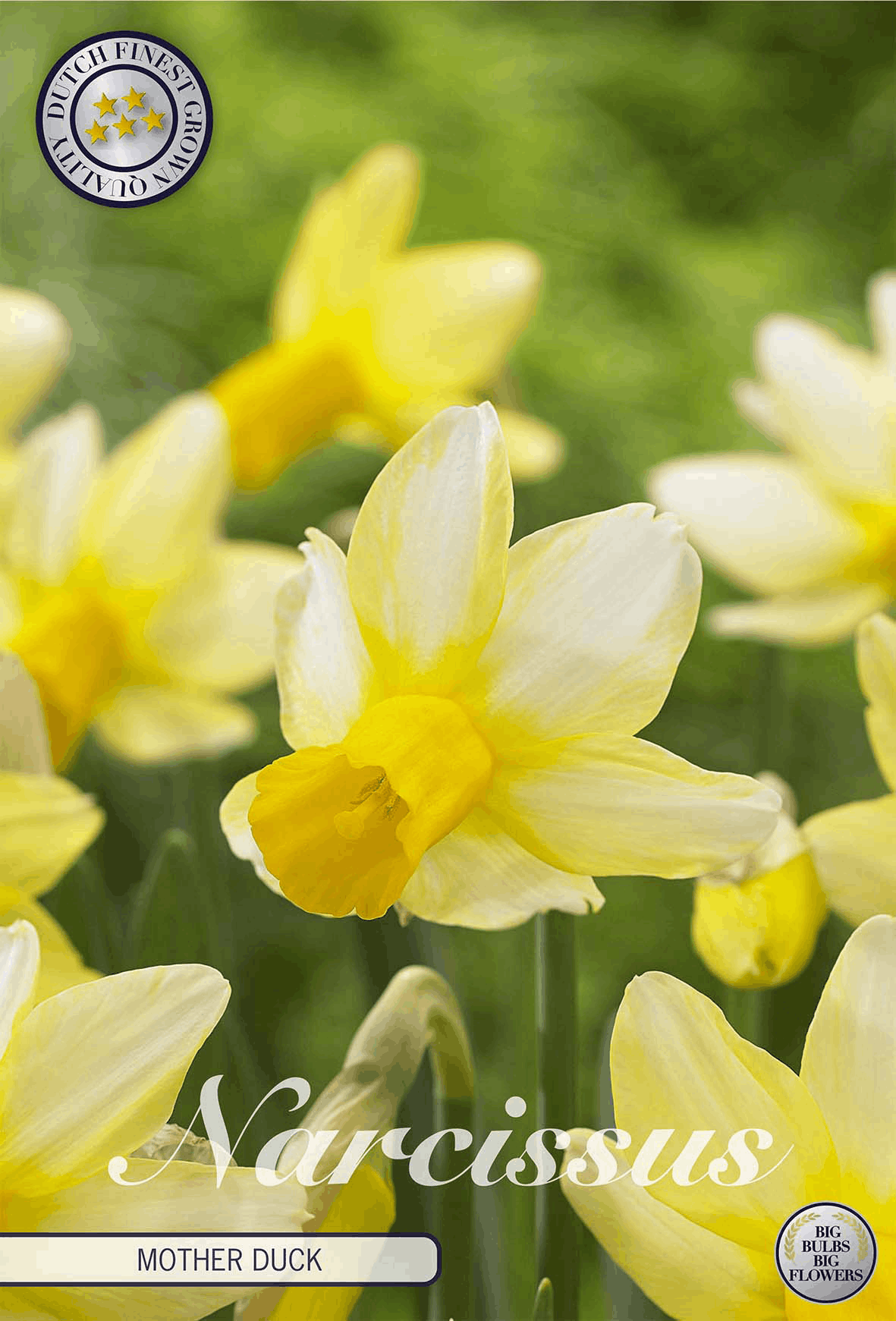 Narcissus Mother Duck - BLOM Garden capper image