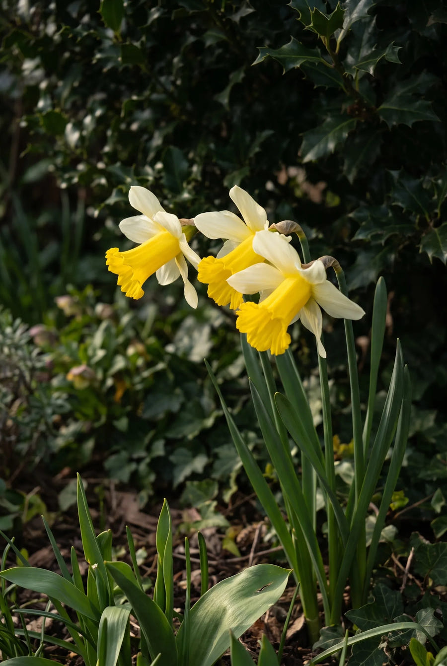 Narcissus Mother Duck — sfeerbeeld