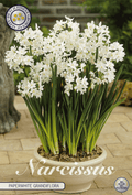 Narcissus Paperwhite Grandiflora