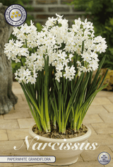 Narcissus Paperwhite Grandiflora