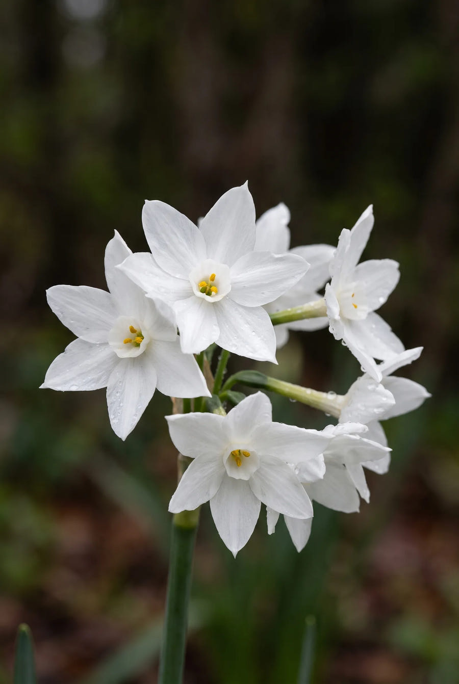 Narcissus Paperwhite Grandiflora — close-up van de bloem