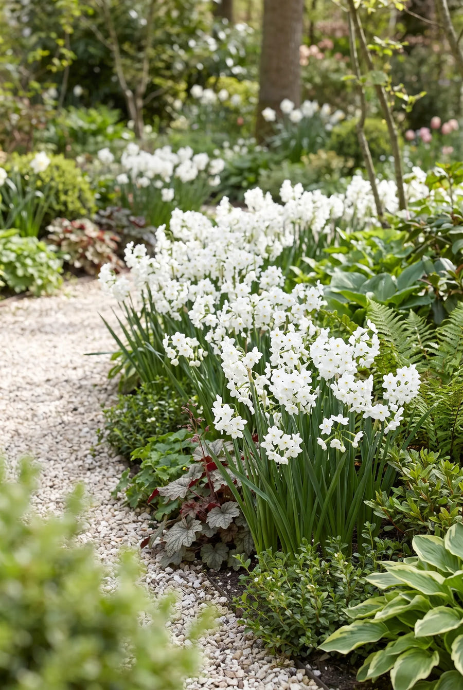 Narcissus Paperwhite Grandiflora — groep in de tuinborder