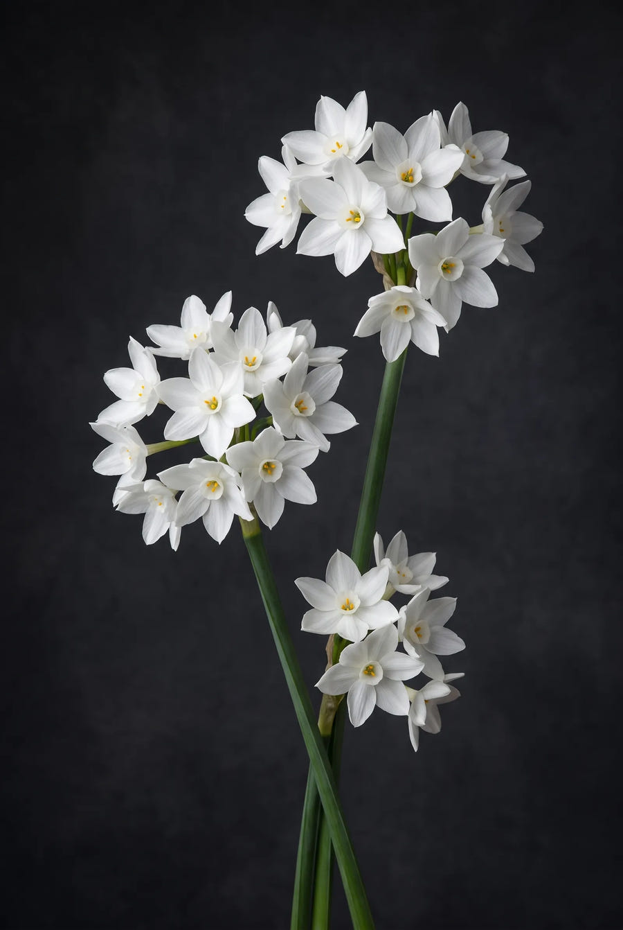 Narcissus Paperwhite Grandiflora — sfeerbeeld