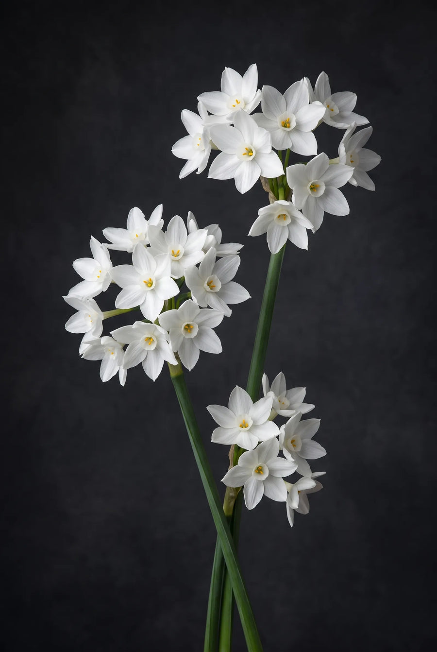 Narcissus Paperwhite Grandiflora — sfeerbeeld