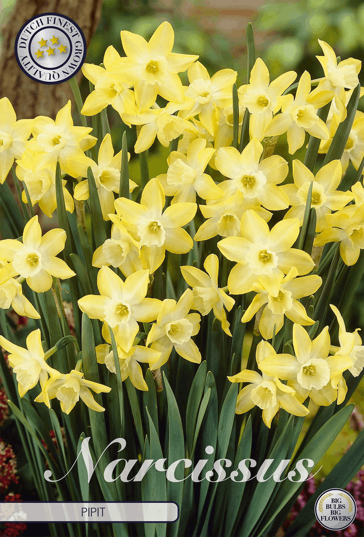 Narcissus Pipit