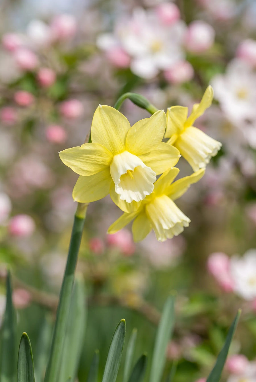 Narcissus Pipit — close-up van de bloem