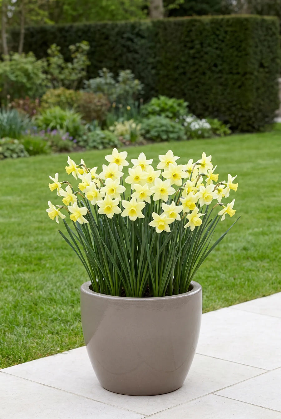 Narcissus Pueblo — in pot op terras