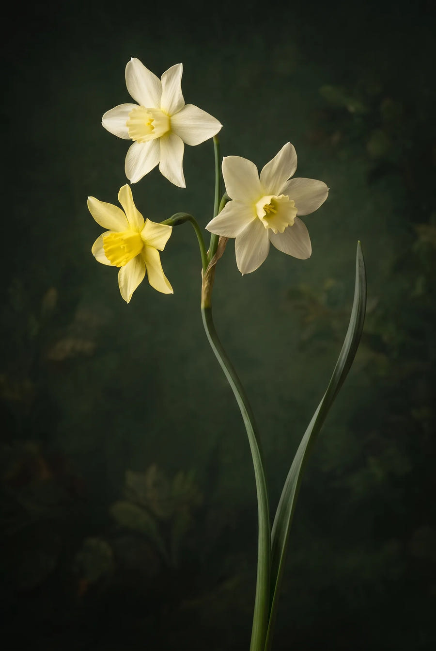 Narcissus Pueblo — sfeerbeeld