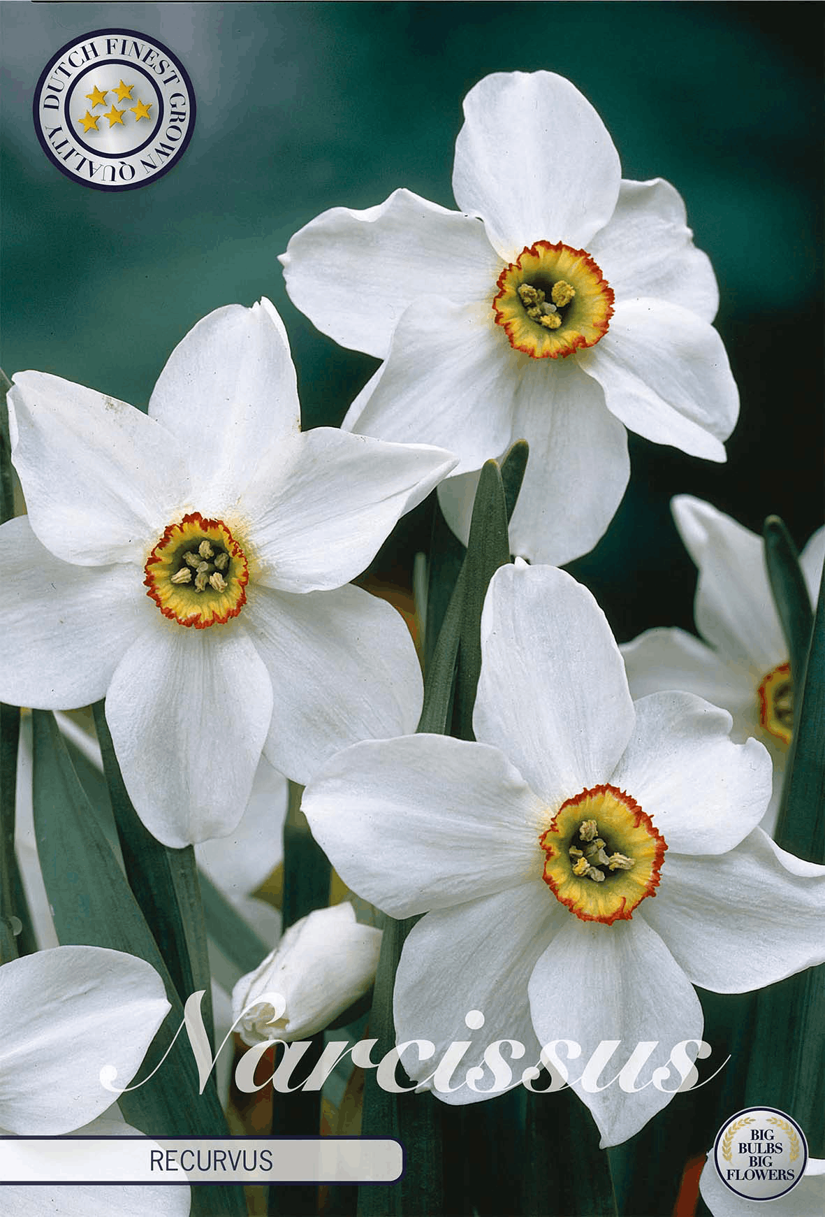 Narcissus Recurvus