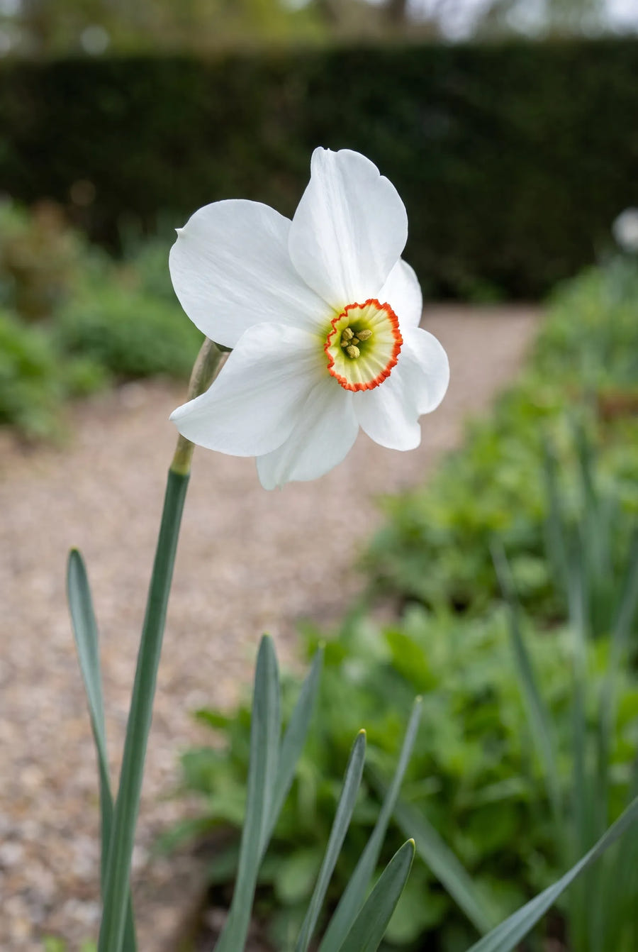Narcissus Recurvus — close-up van de bloem