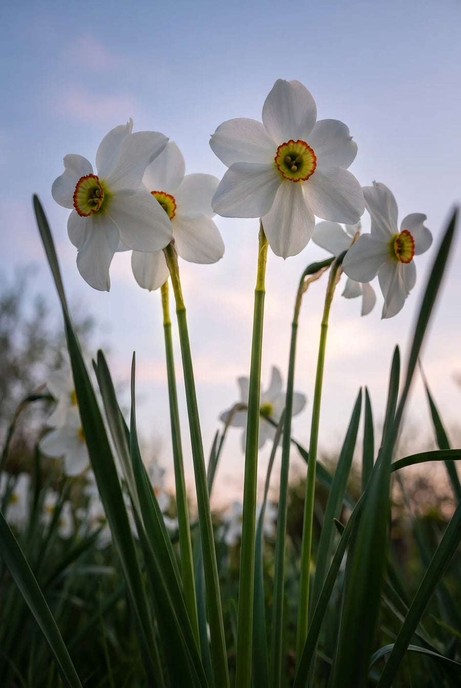 Narcissus Recurvus — in de tuin