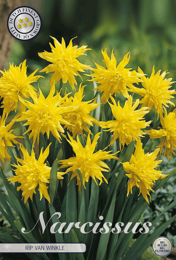 Narcissus Rip van Winkle
