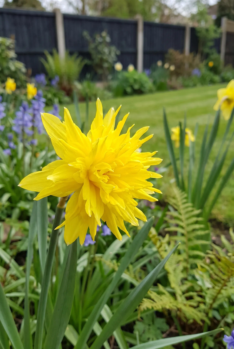 Narcissus Rip van Winkle — close-up van de bloem
