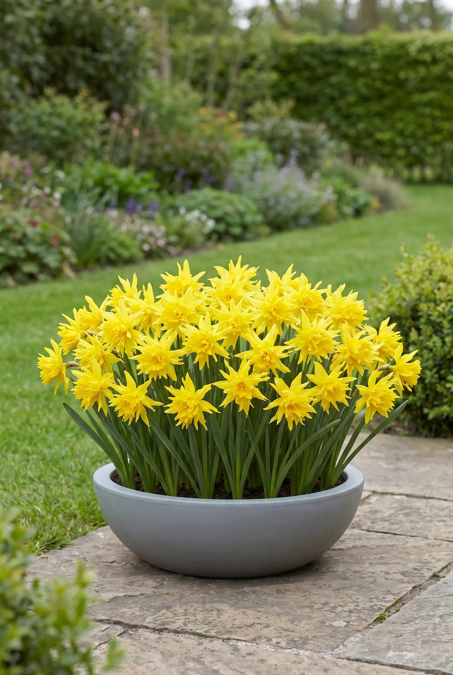 Narcissus Rip van Winkle — in pot op terras