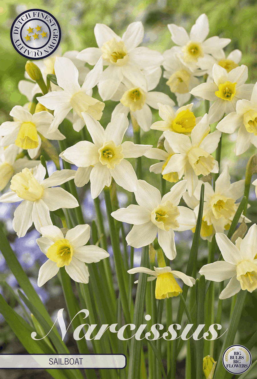 Narcissus Sailboat
