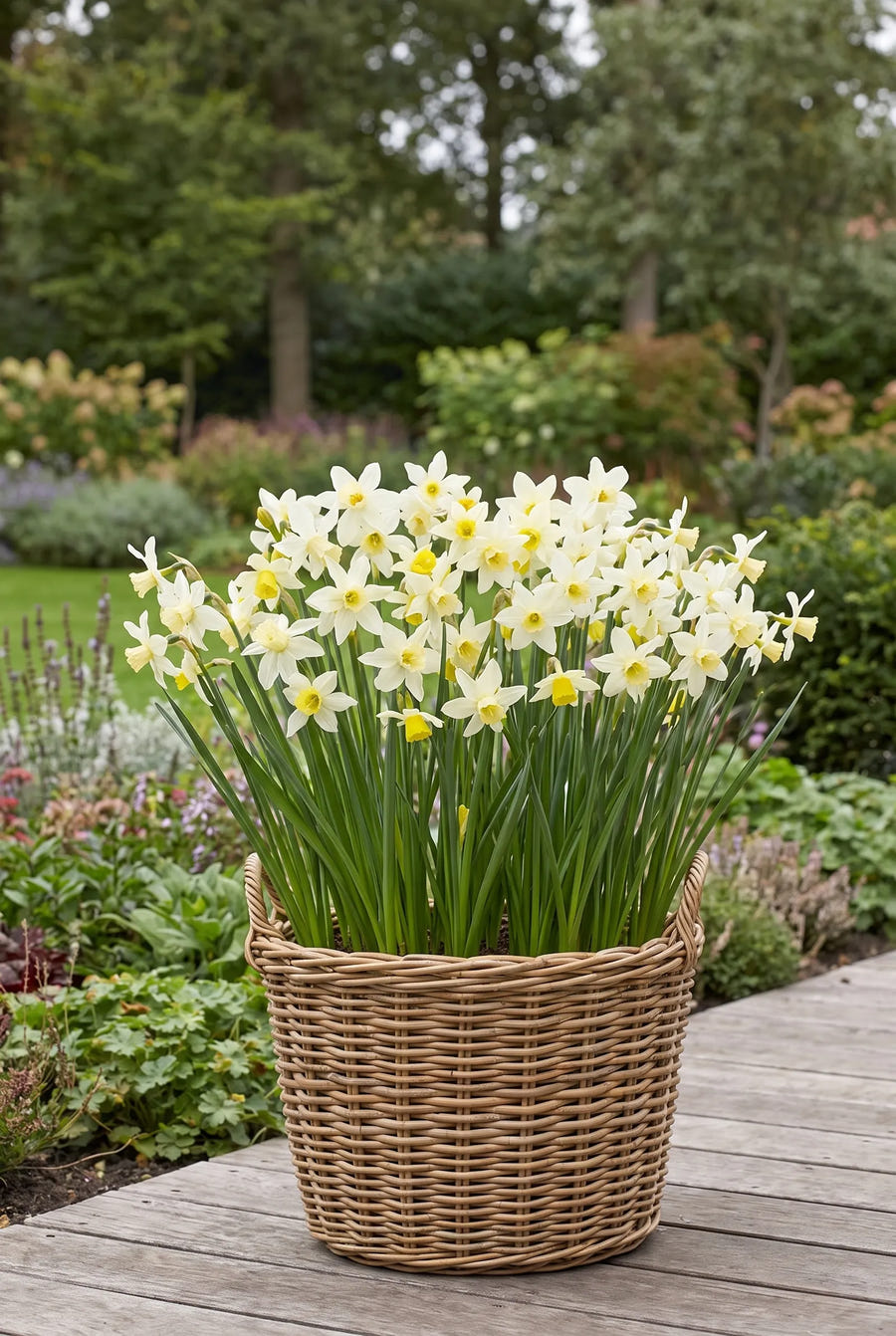Narcissus Sailboat — in pot op terras