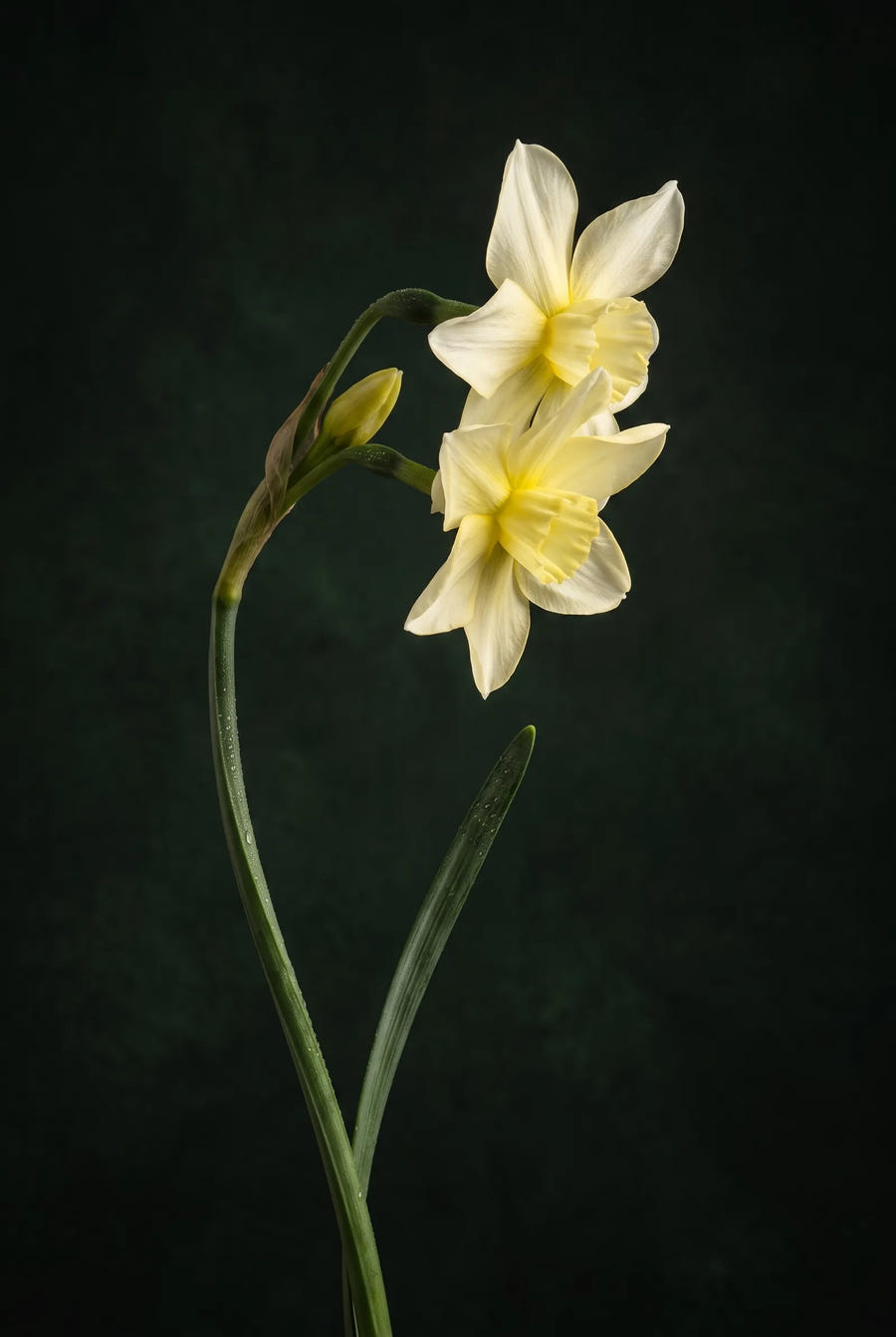 Narcissus Sailboat — sfeerbeeld