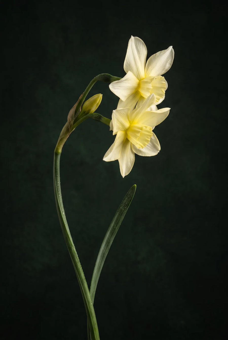 Narcissus Sailboat — sfeerbeeld