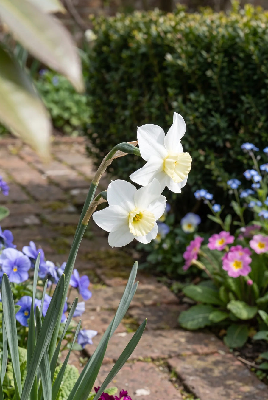 Narcissus Segovia — close-up van de bloem
